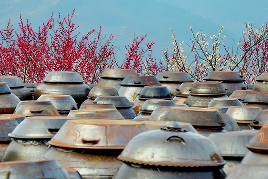 Korean traditional fermentation jars outdoors